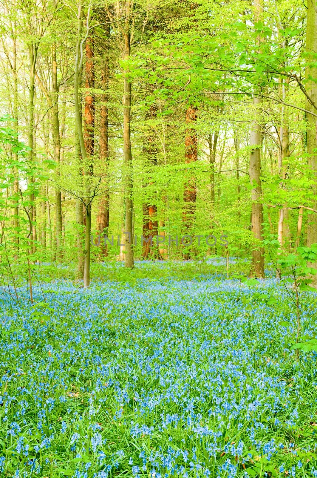 Bluebells in forest