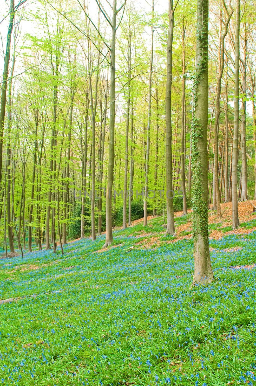 Bluebells in forest
