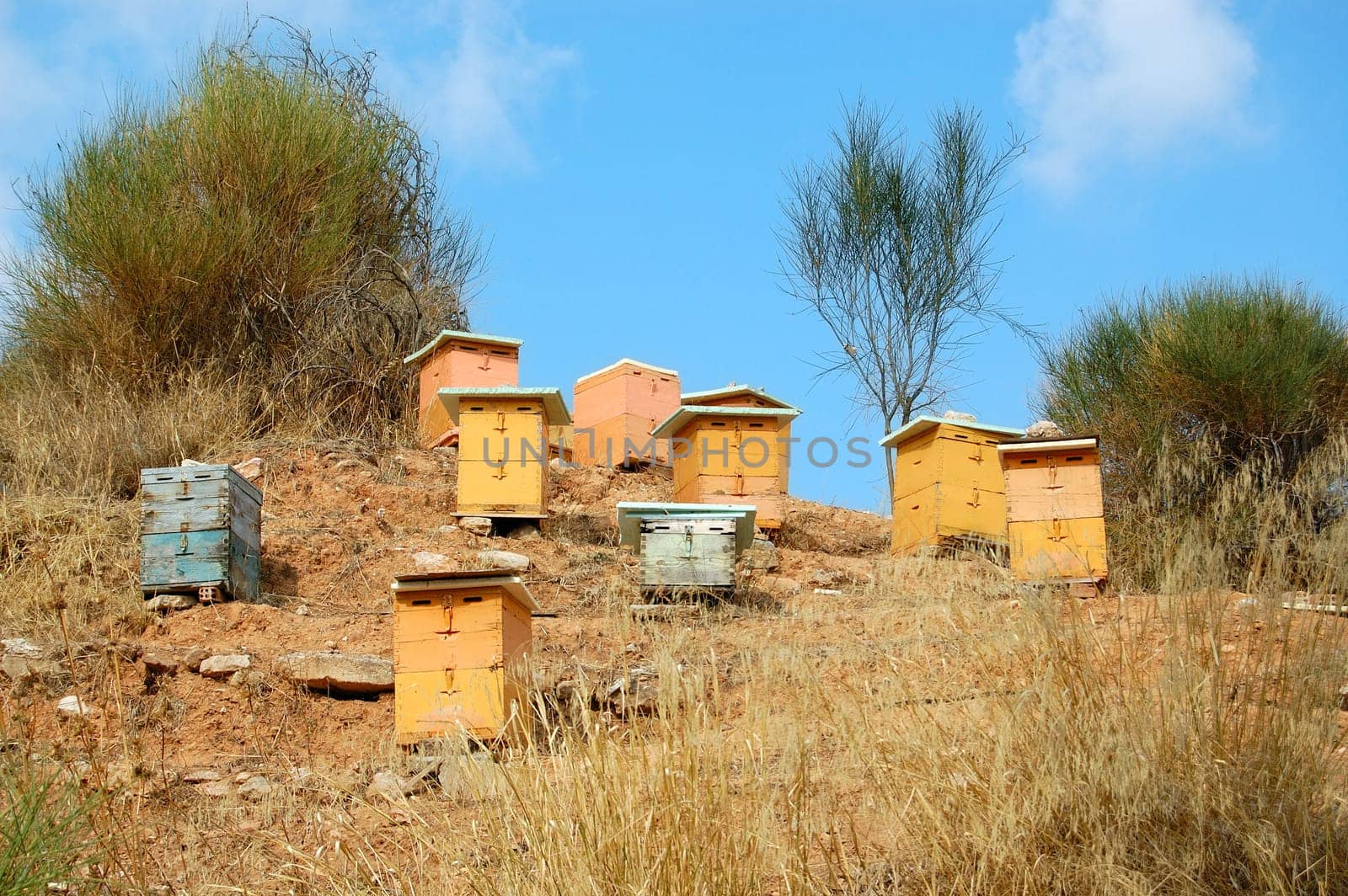 wooden beehives