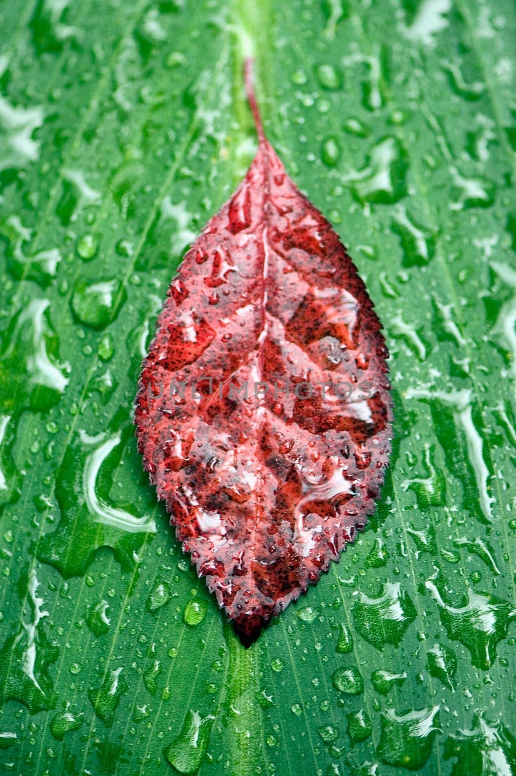 leaf raindrops