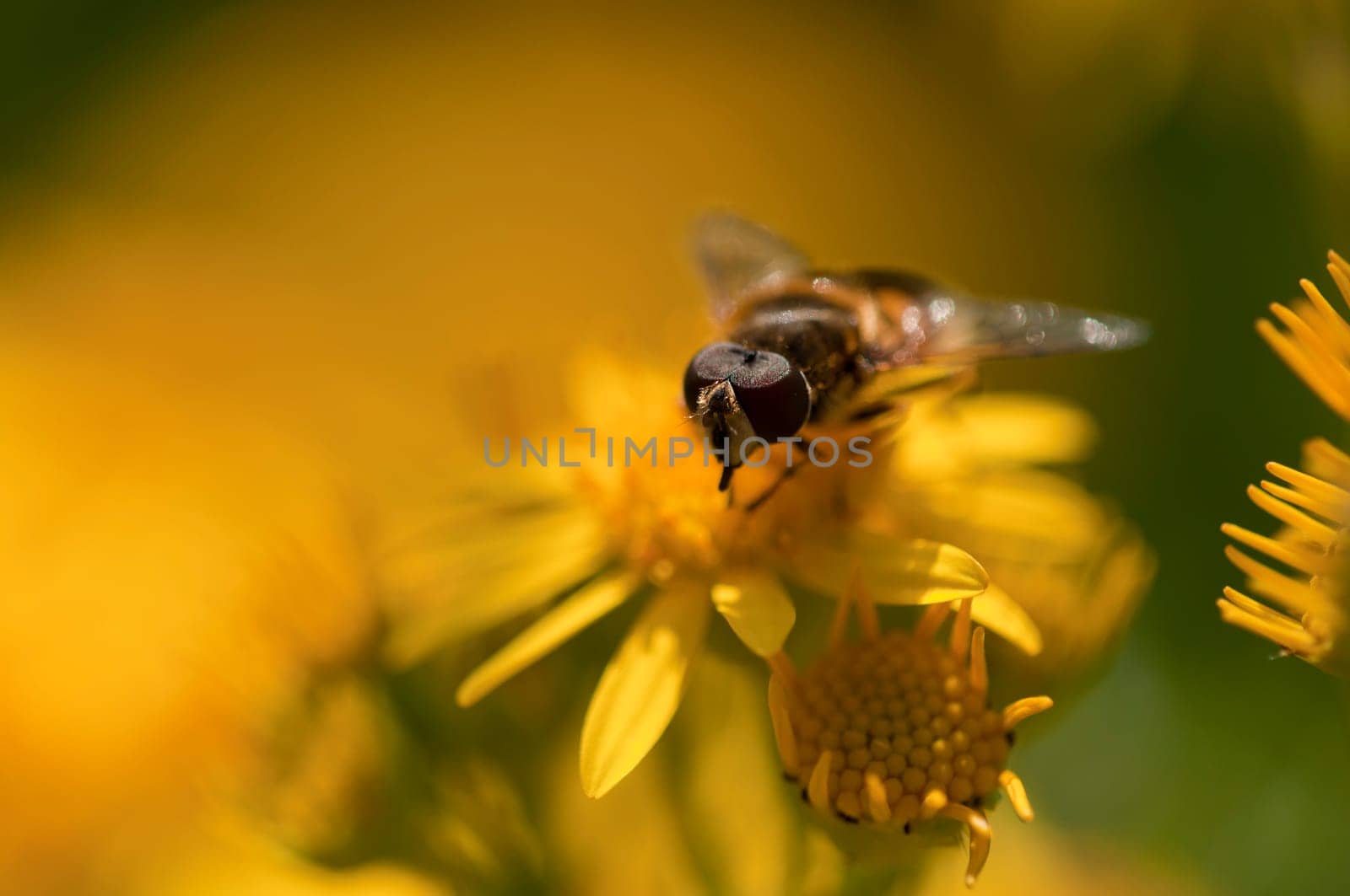 Hoverfly - Syrphidae