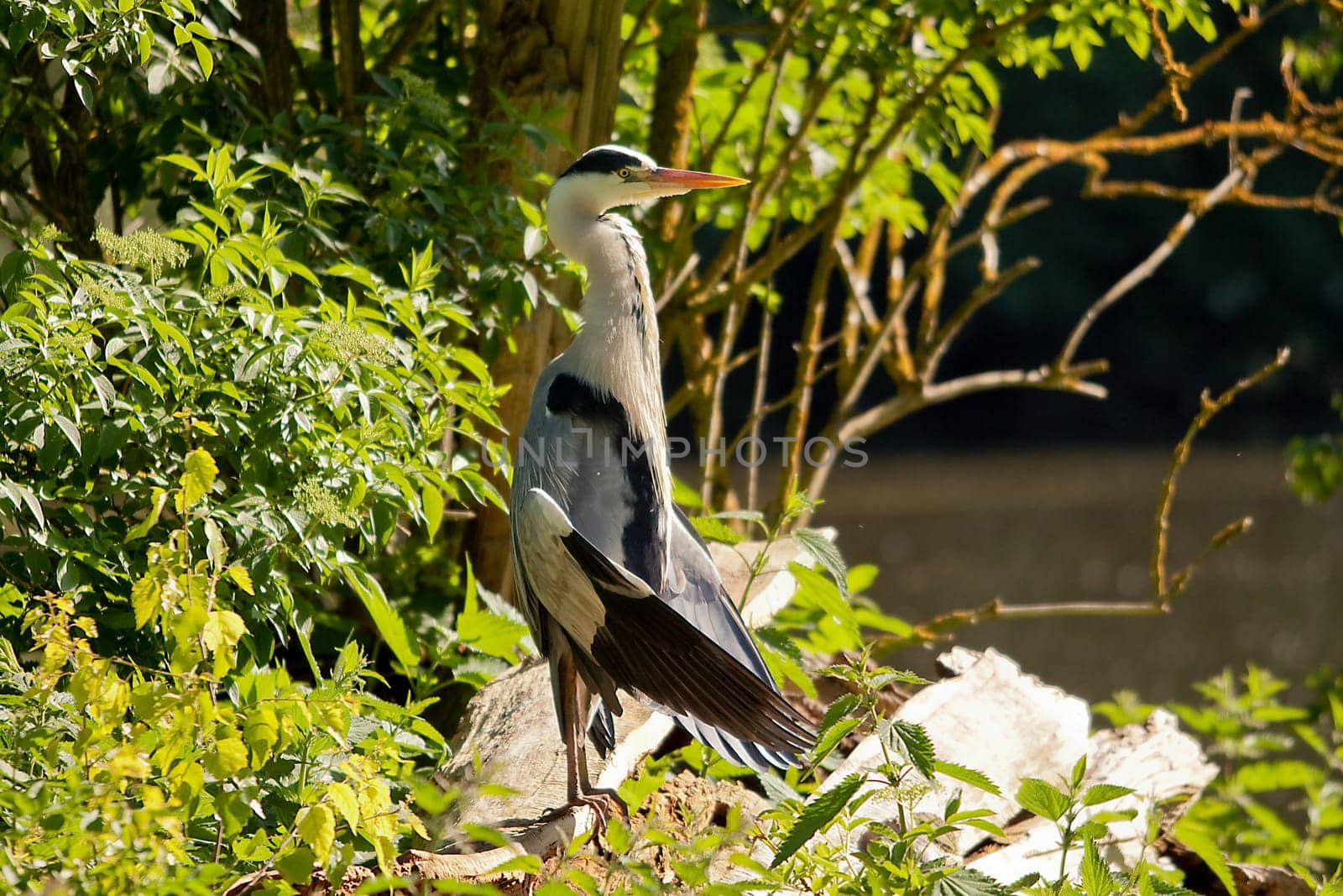 Heron
