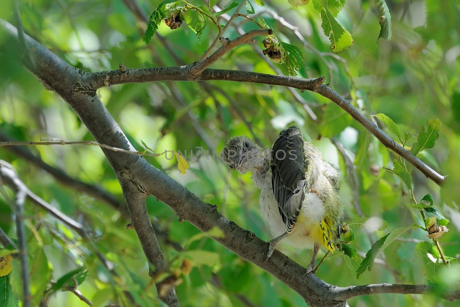 Oriole cub cleaning
