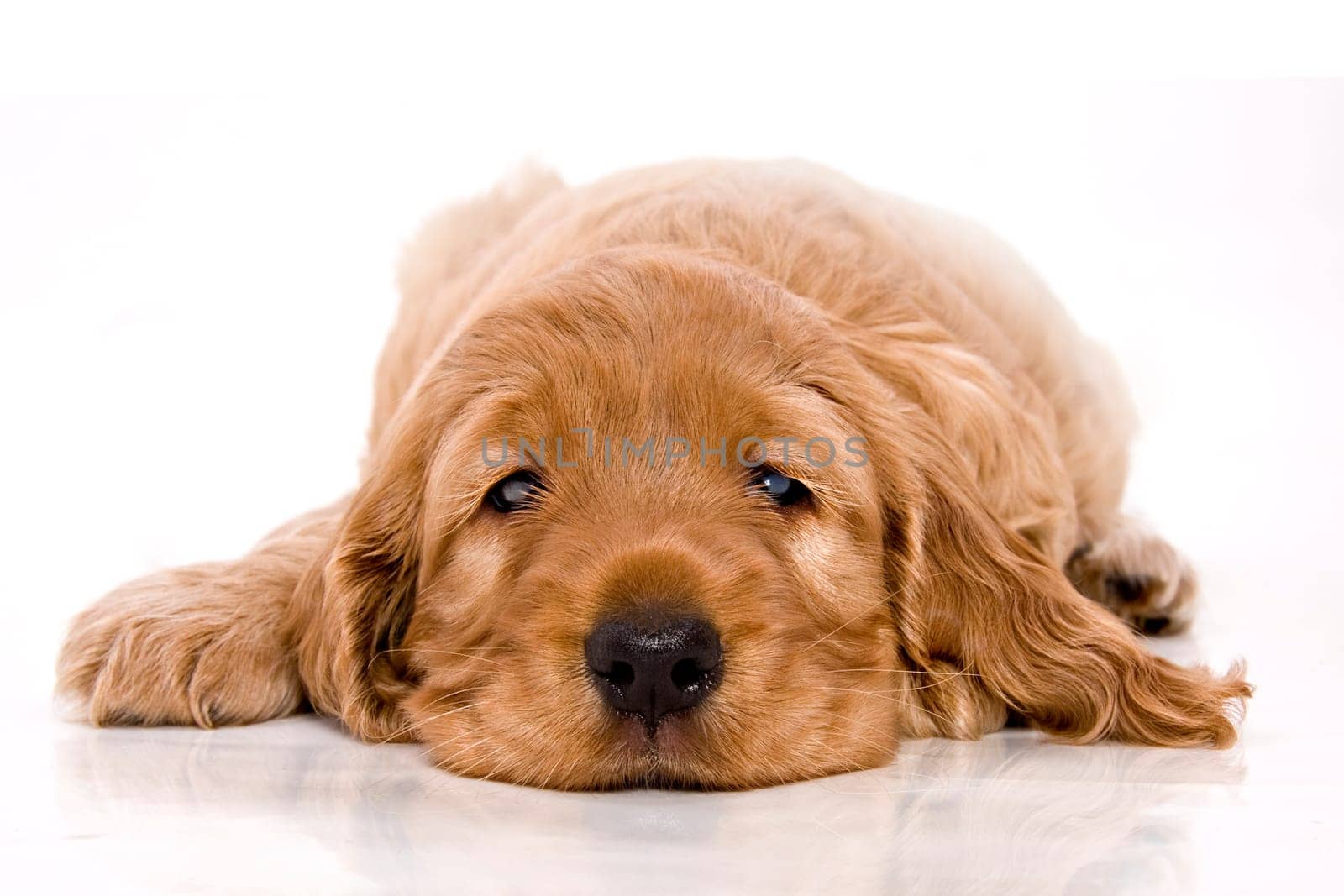 Puppy 110710-1