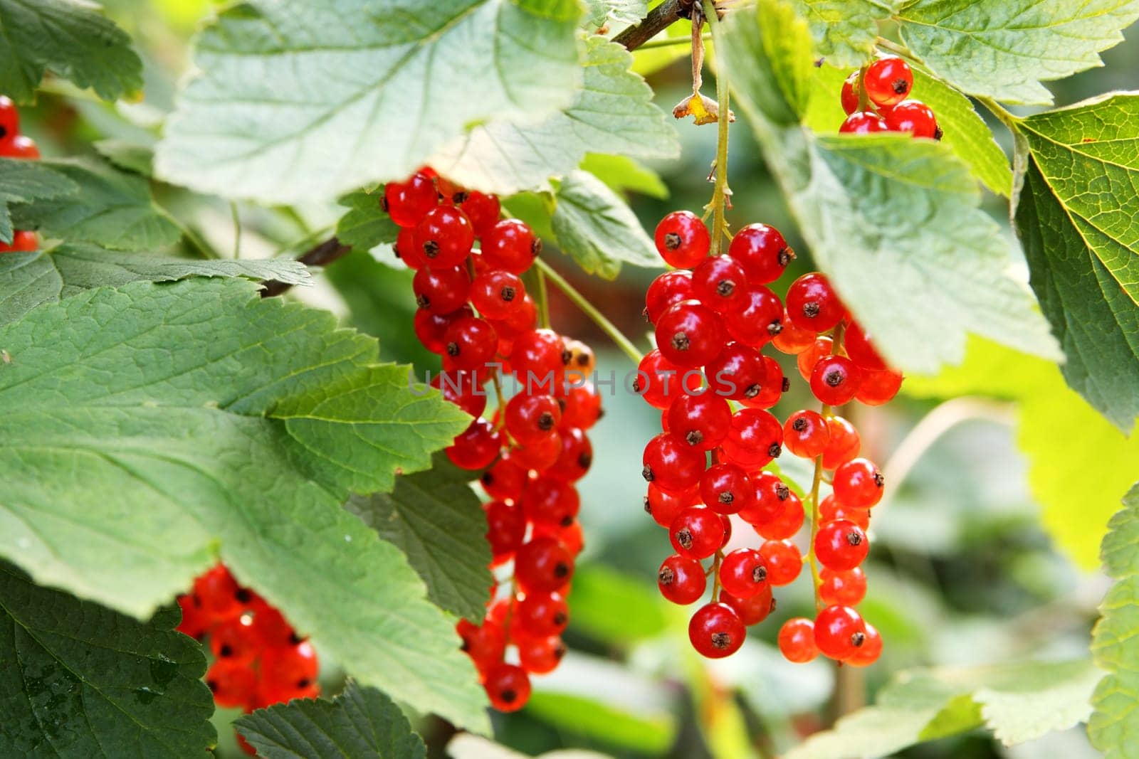 Currants on a bush