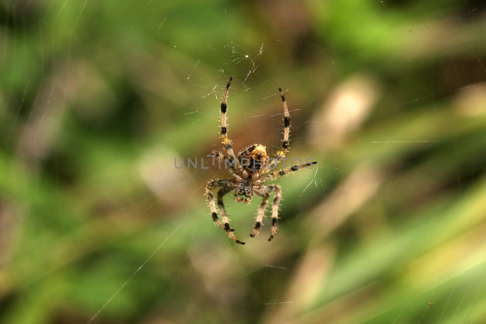 Cross Spider