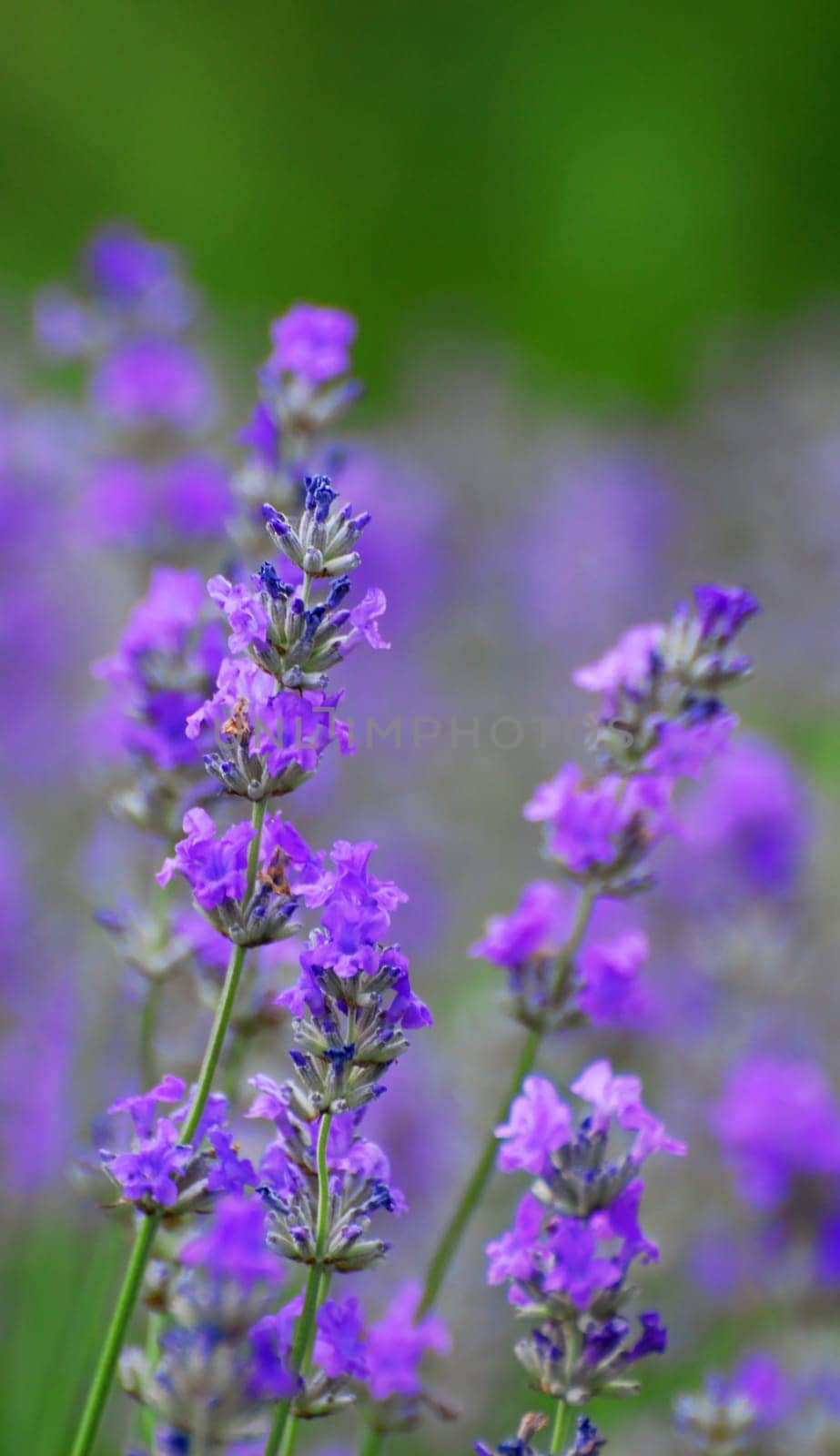 common lavender