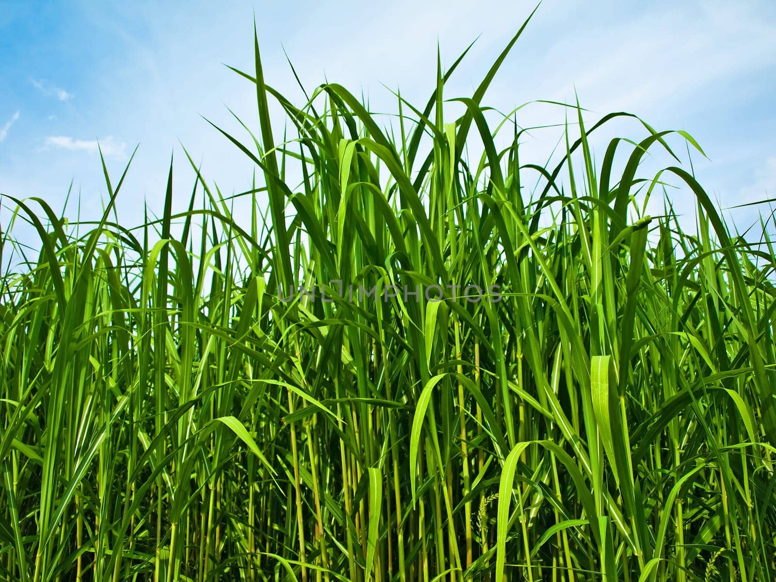 miscanthus,chinaschilf