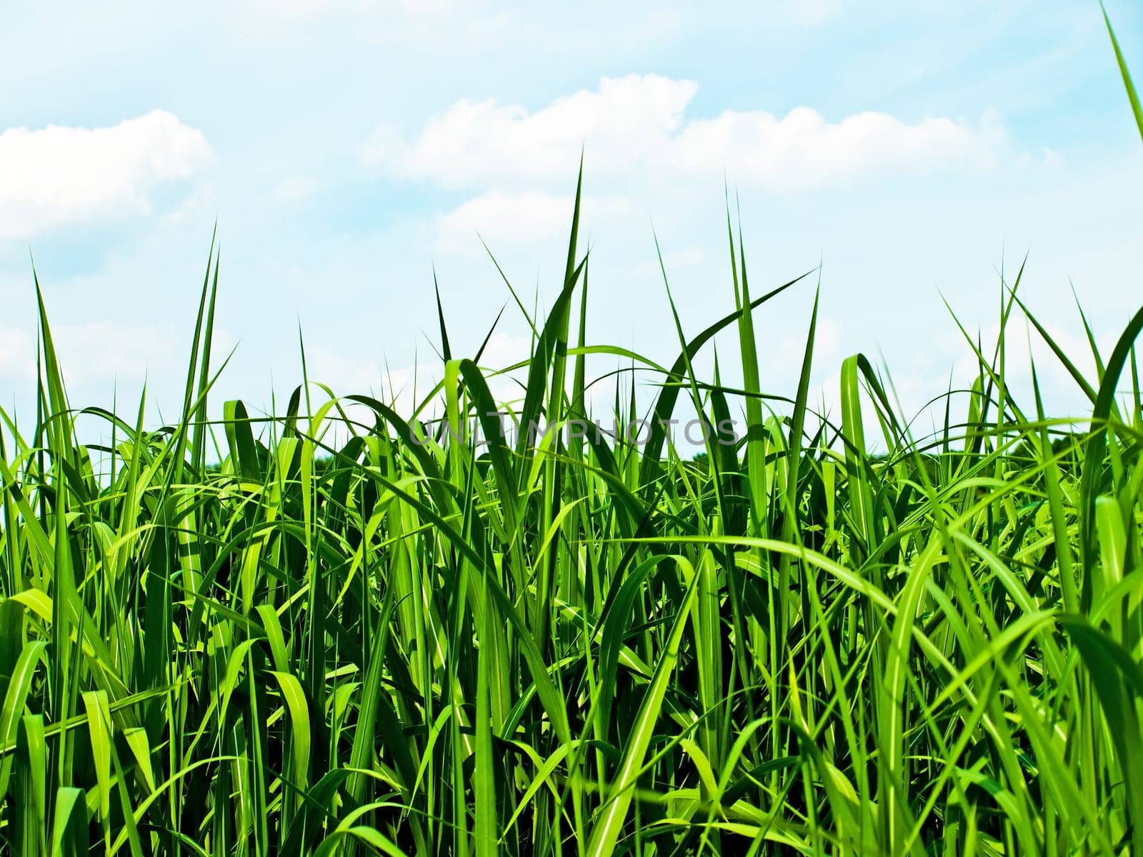 miscanthus,chinaschilf
