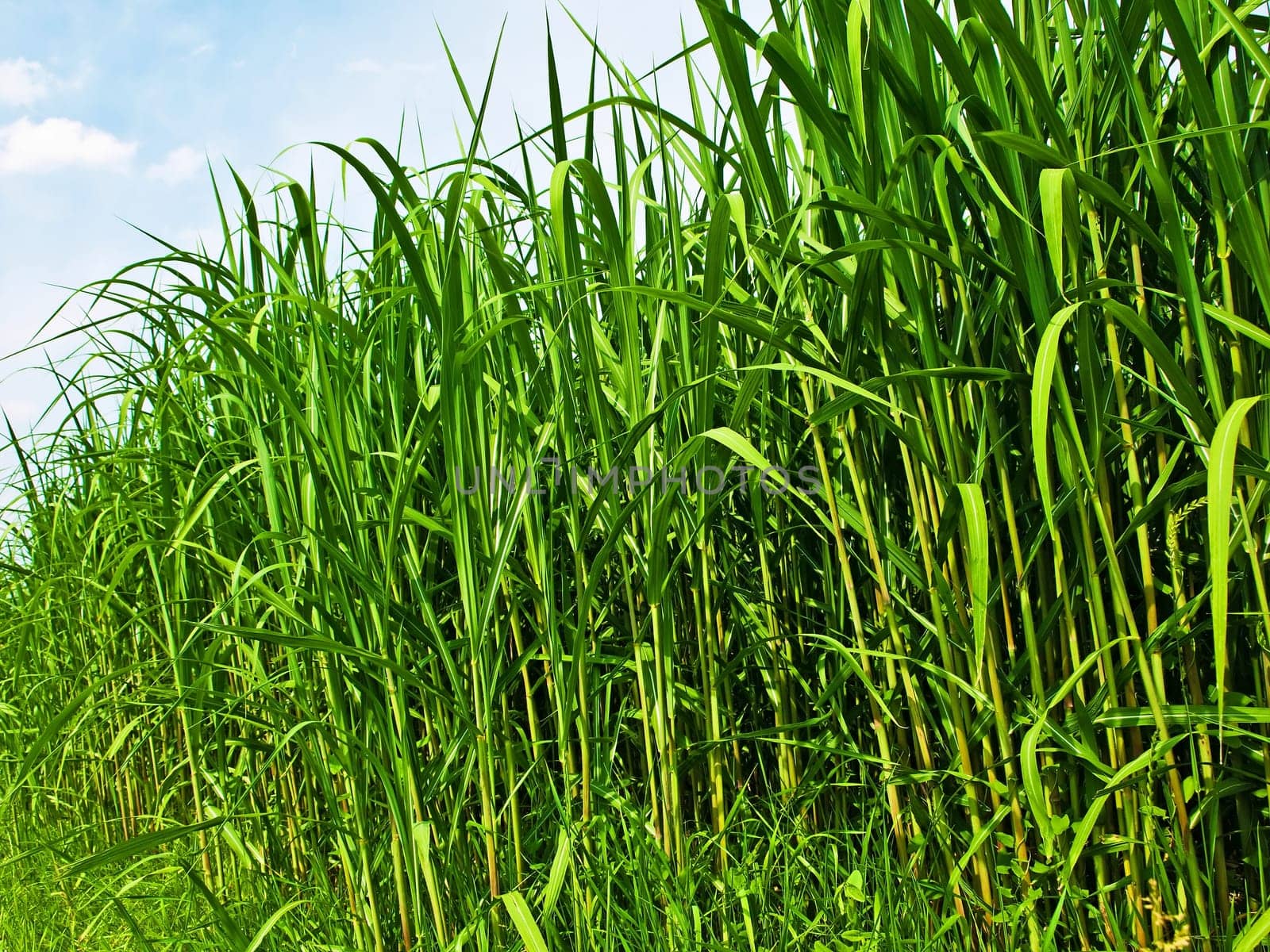 miscanthus,chinaschilf