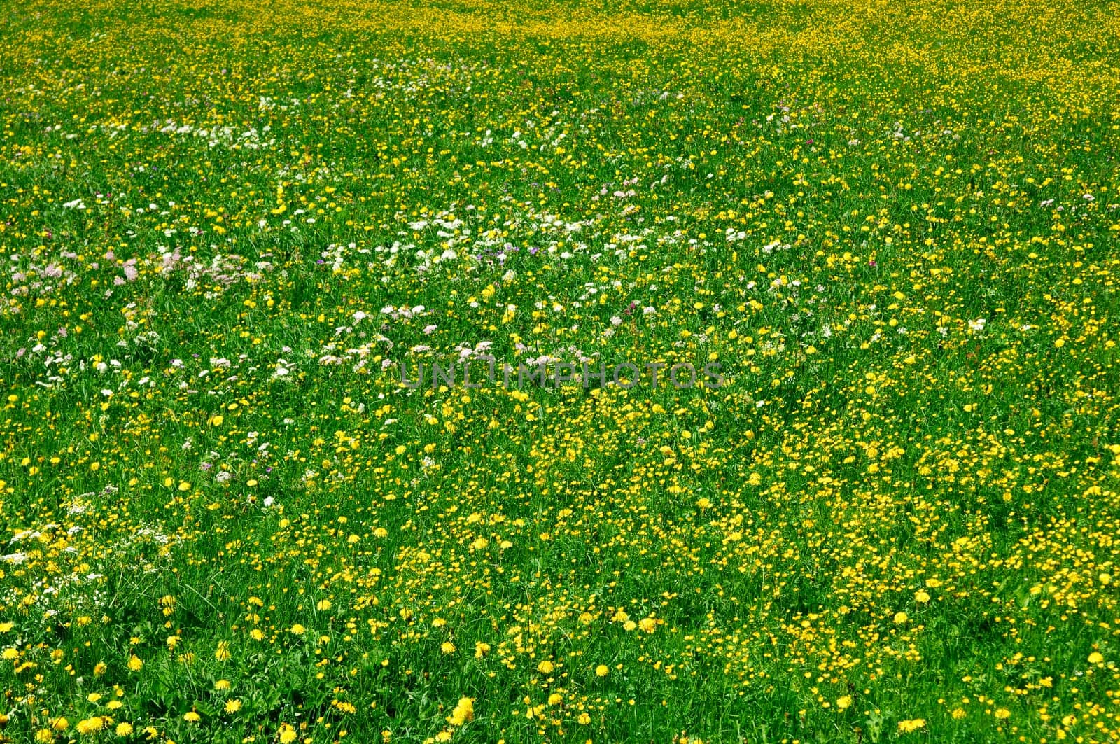 Blooming alpine meadow,Tyrol,Austria
