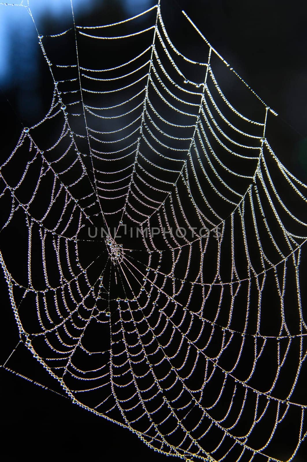 Spider web of a wheel web spider with dewdrops