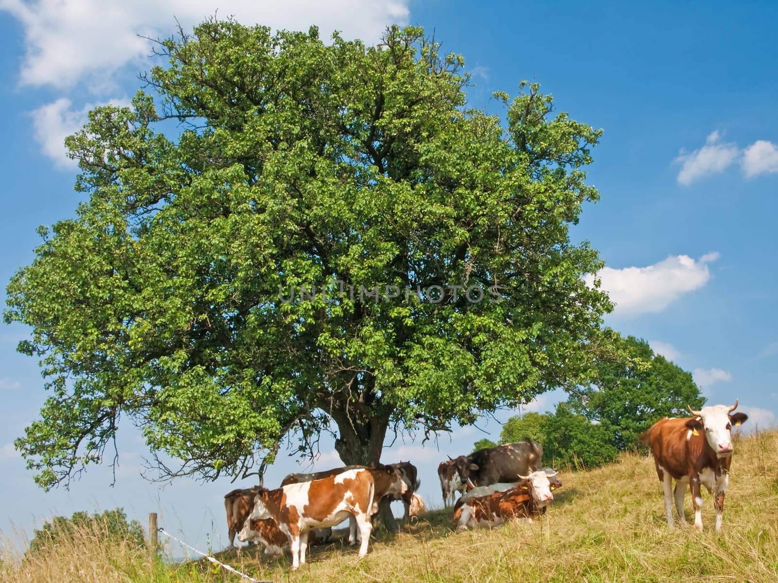 Cow in front of foresight