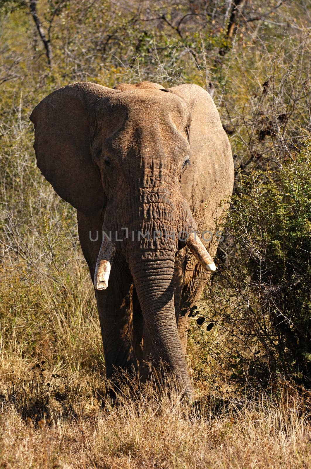 Old bull elephant comes out of the bush