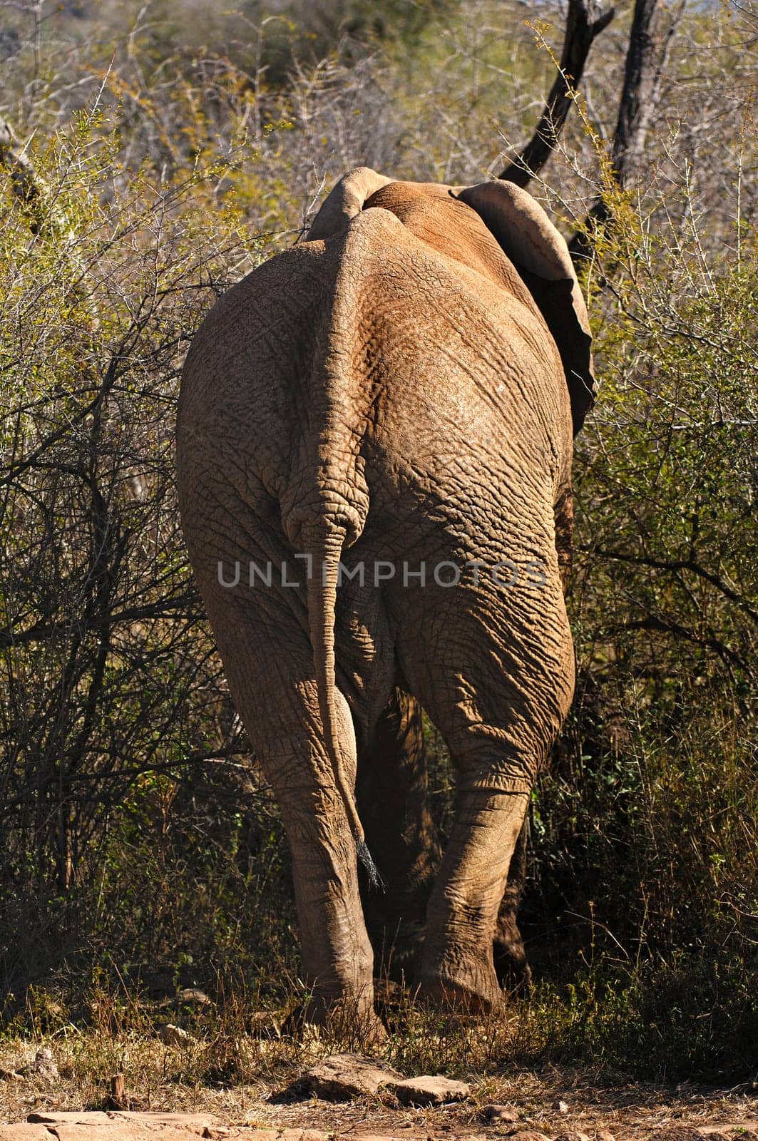 Bull elephant goes into the bush