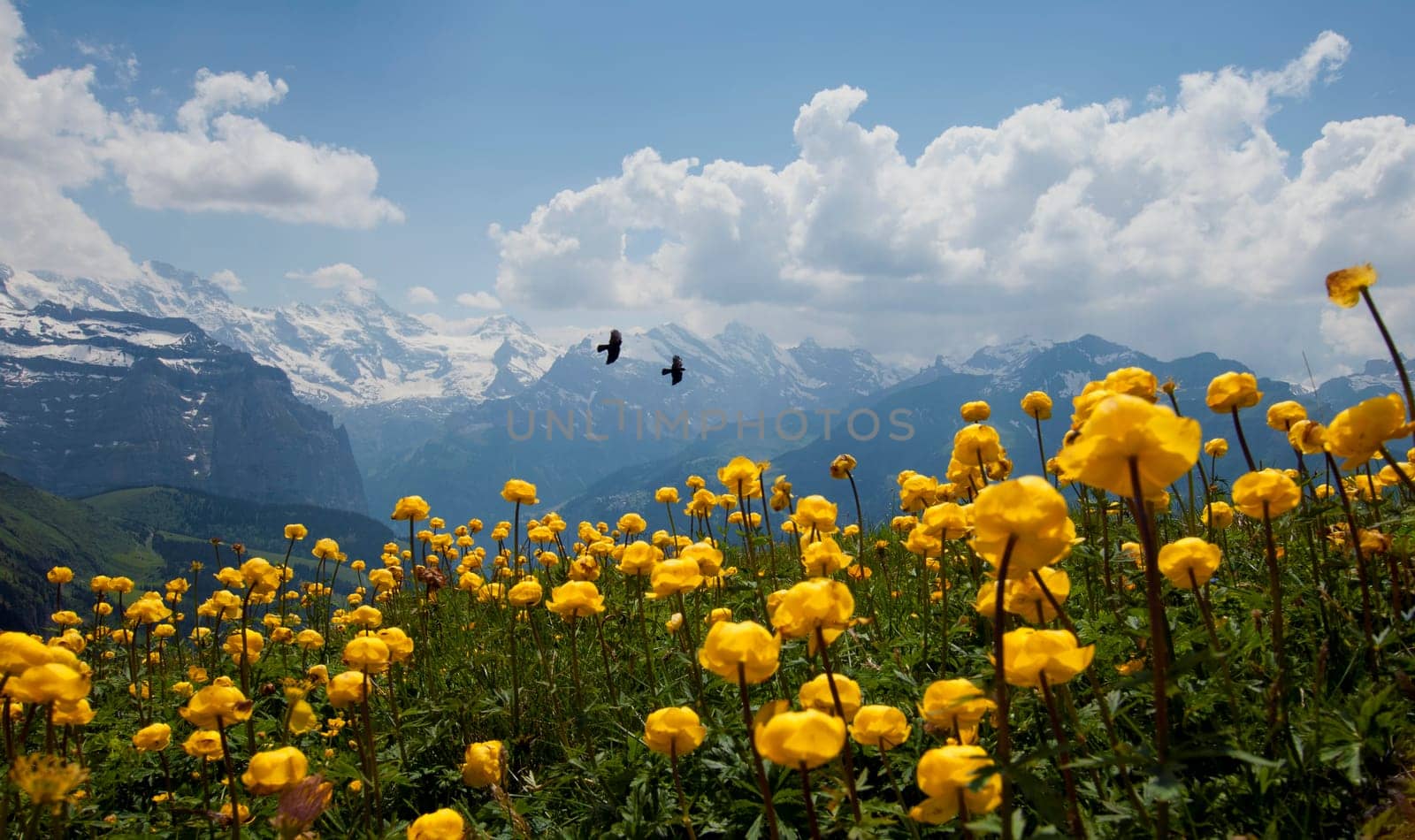 Alpine flora