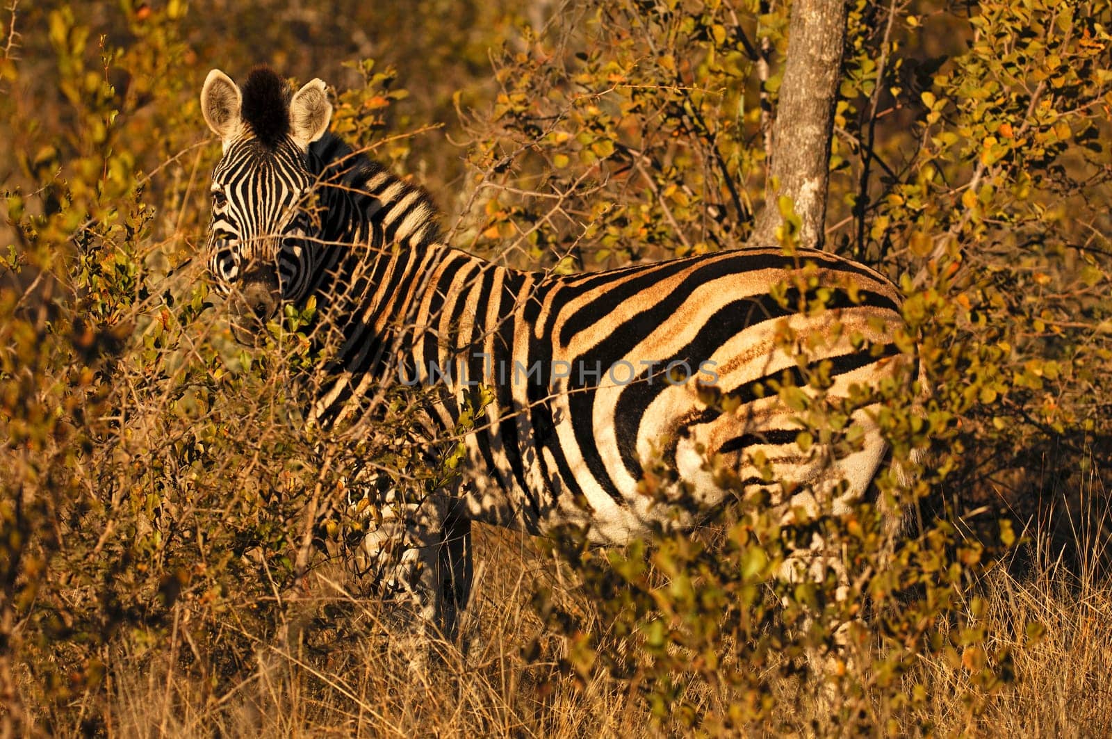 Steppe zebra hiding in the bushland,South Africa