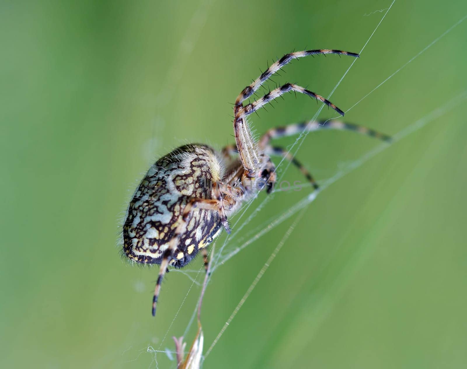 spider