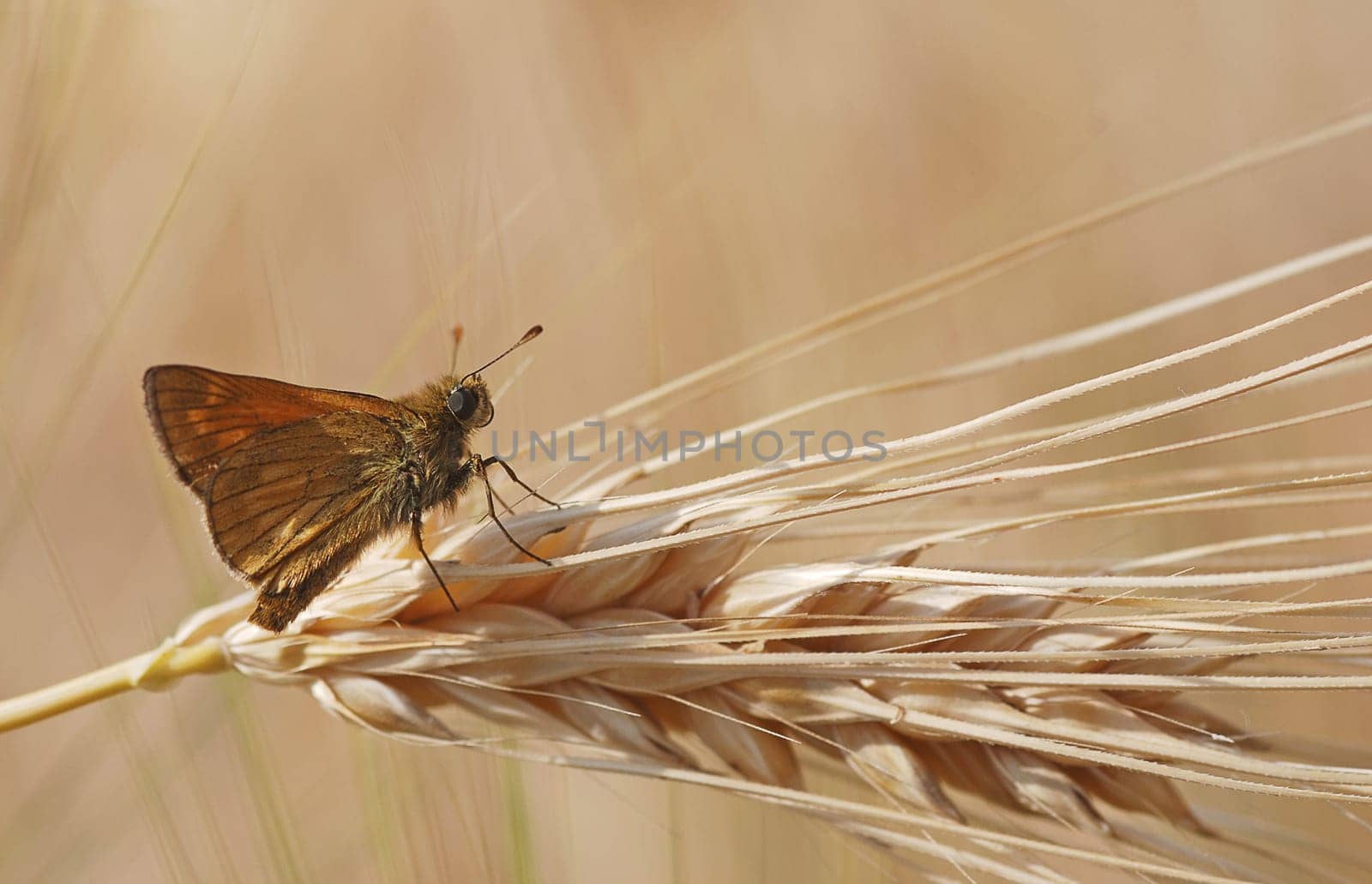 Skipper