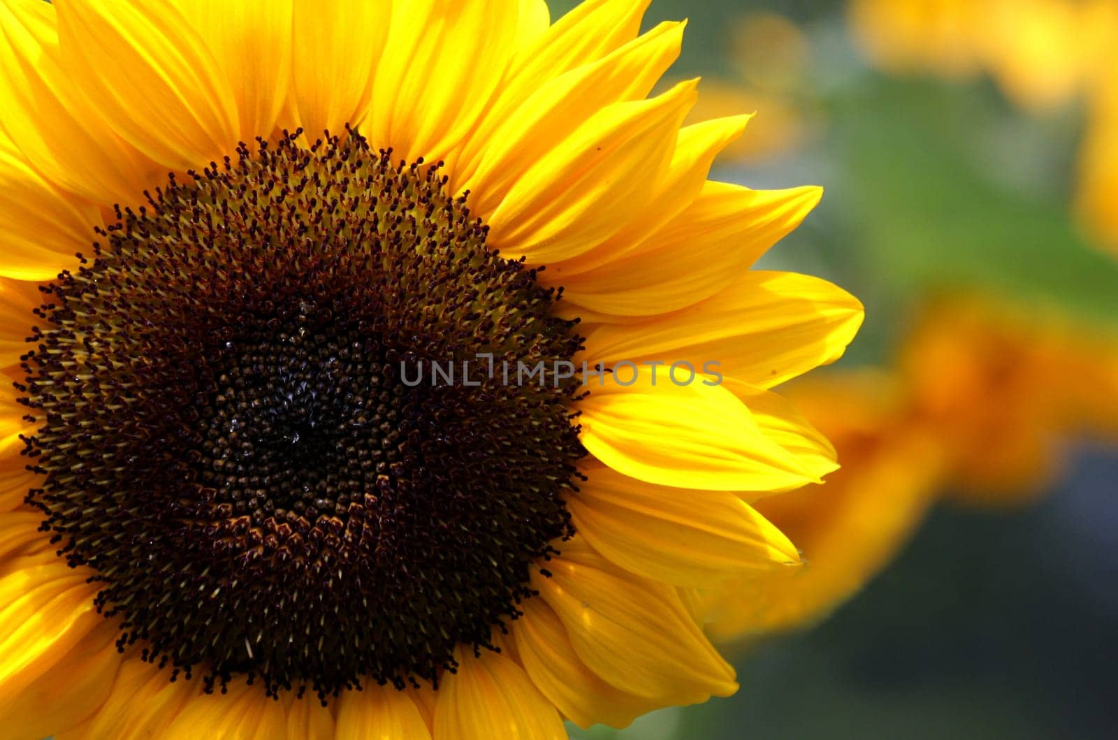 In the sunlight