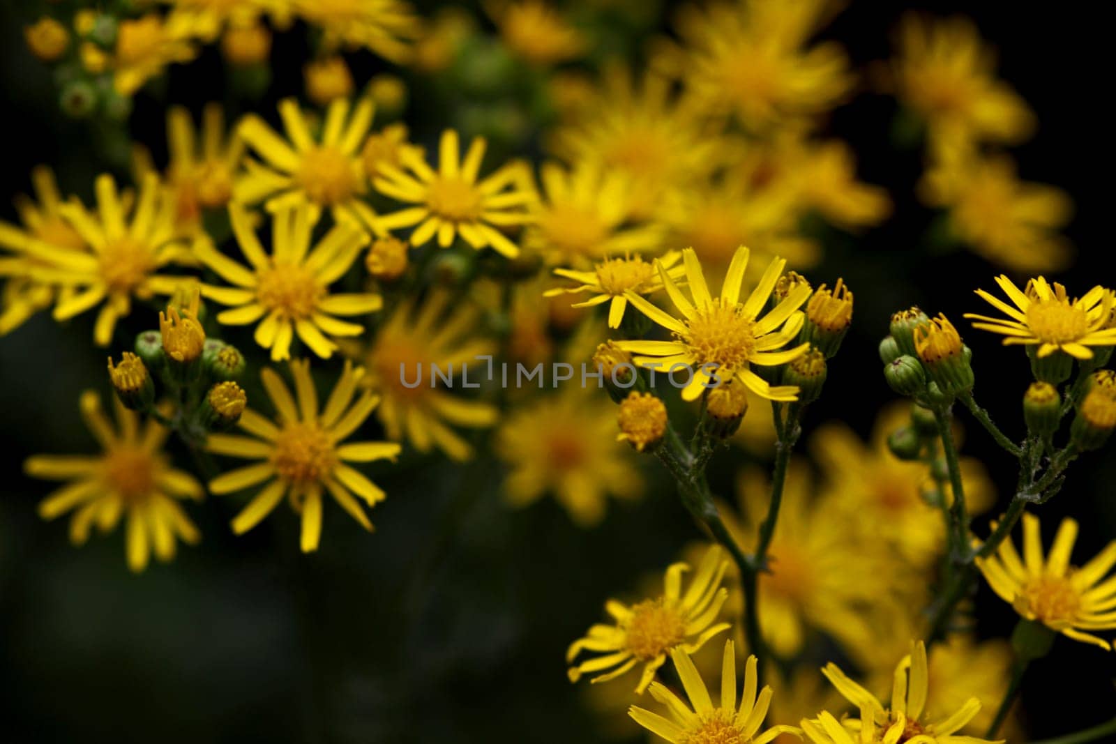 St. James's wort (Senecio jacobaea,syn.: Jacobaea vulgaris) The plant,which is toxic in all parts,endangers the health of horses and cattle,even in preserved feed such as hay or silage. Ragworts have a severe effect on liver damage