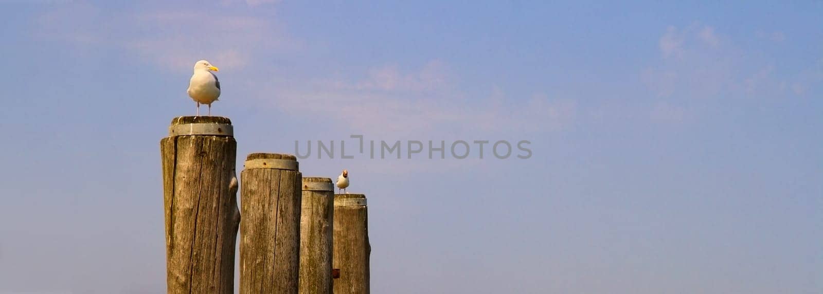 Bird Guard
