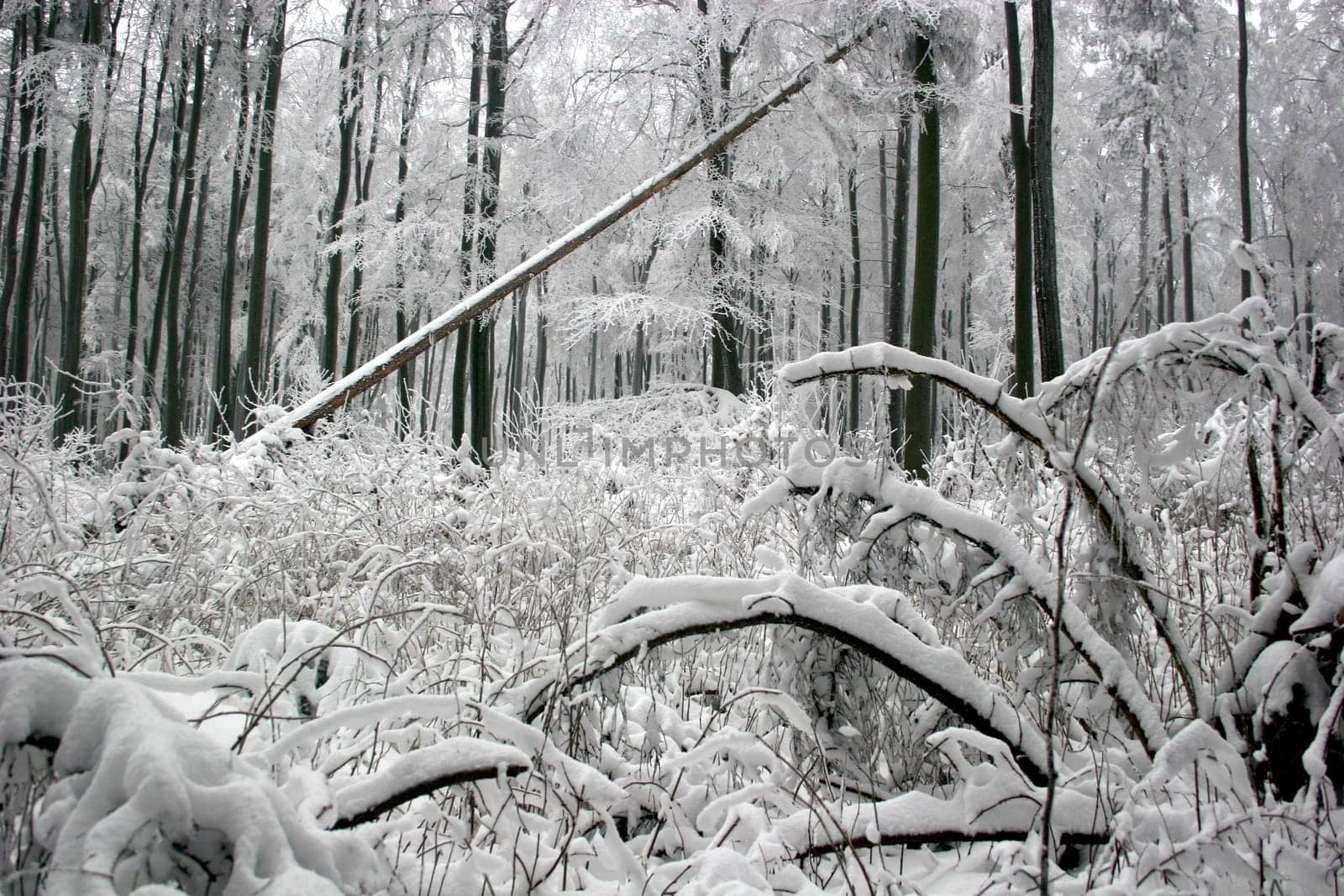 Winter in Kassel's Habichtswald