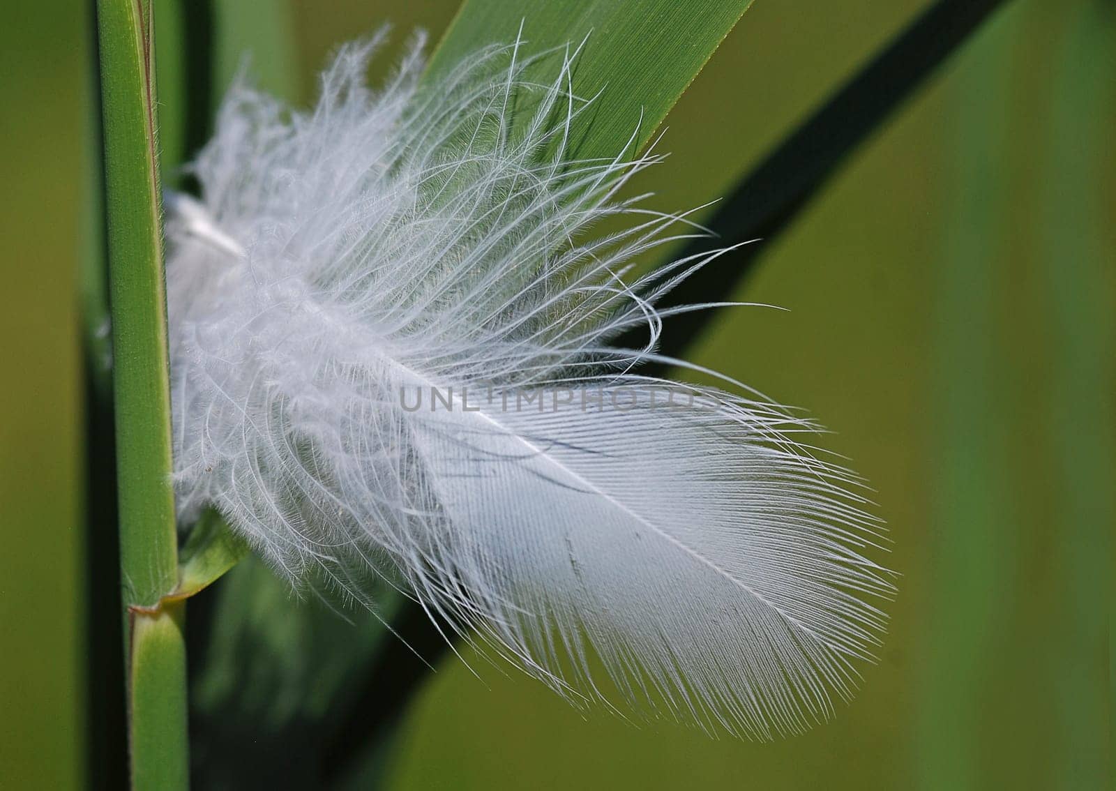 light as a feather