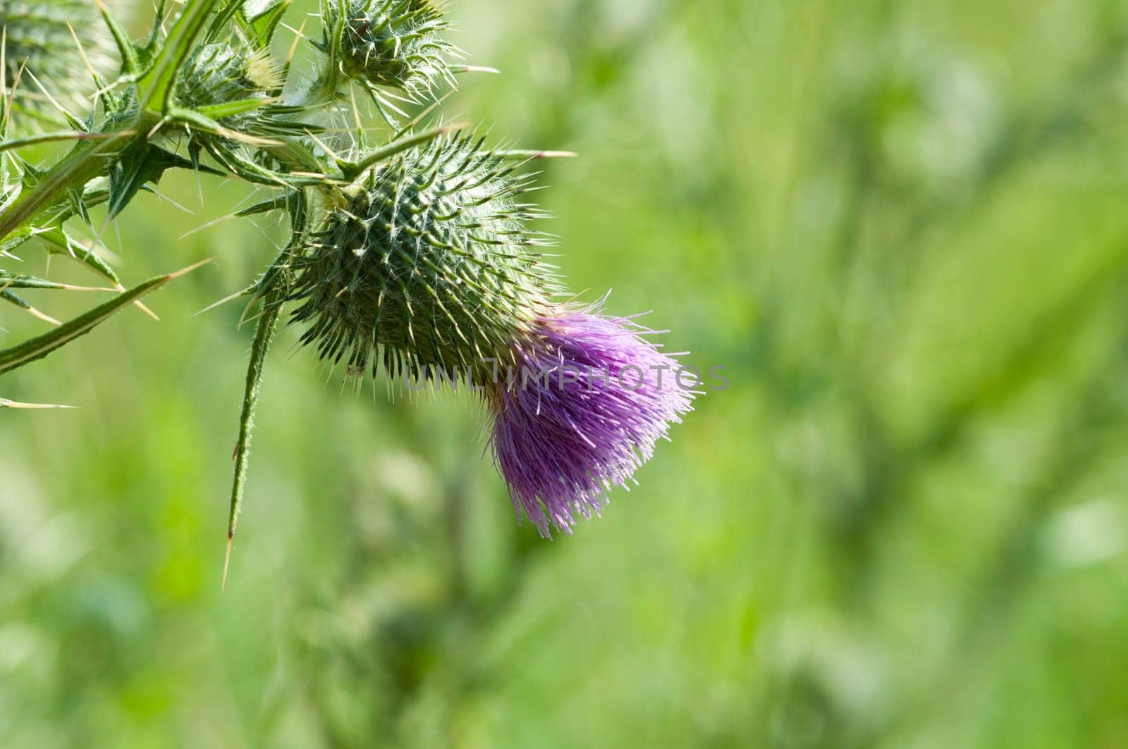 Milk Thistle - Silybum