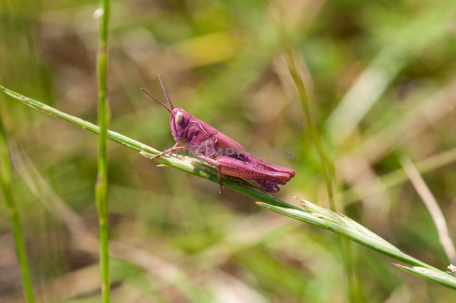 Pink Grasshopper