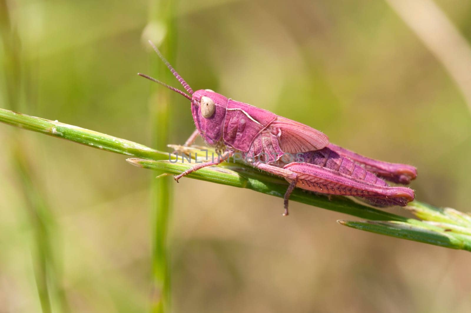 Pink Grasshopper