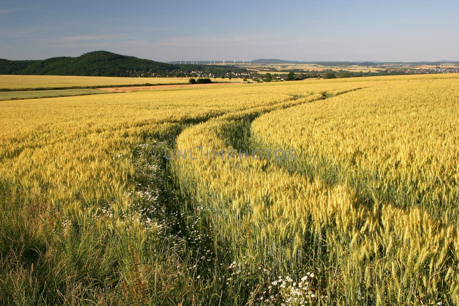 Ripe barley field with action track