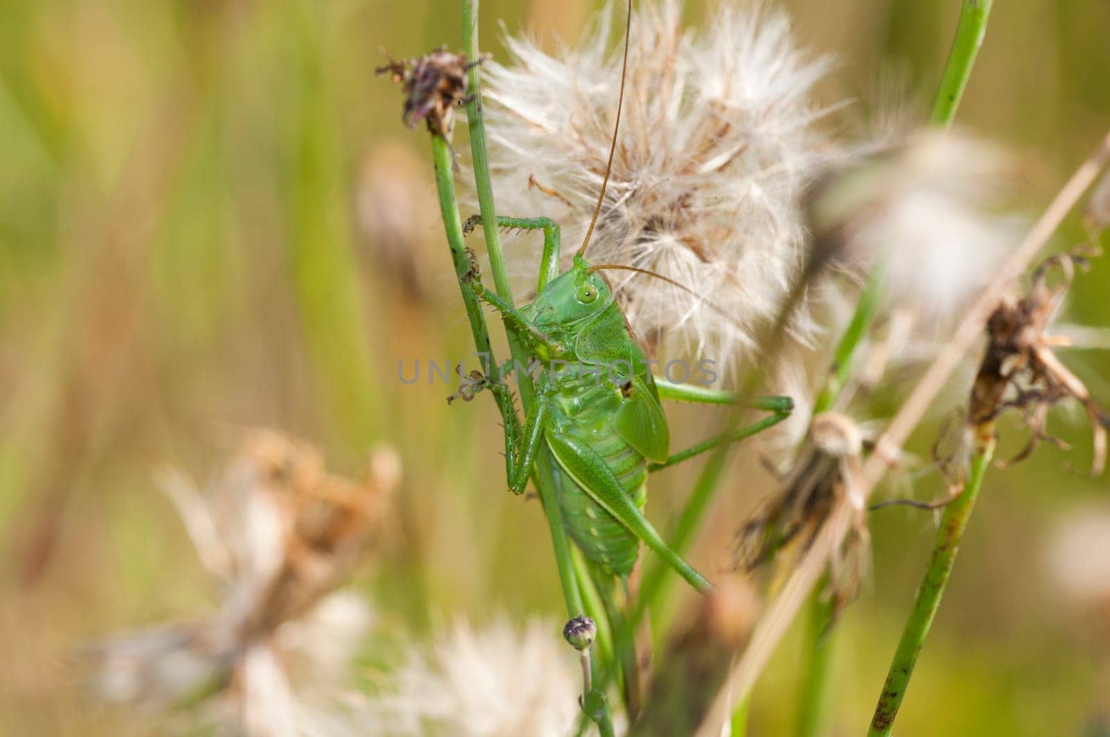 Short-antennae insect - Caelifera