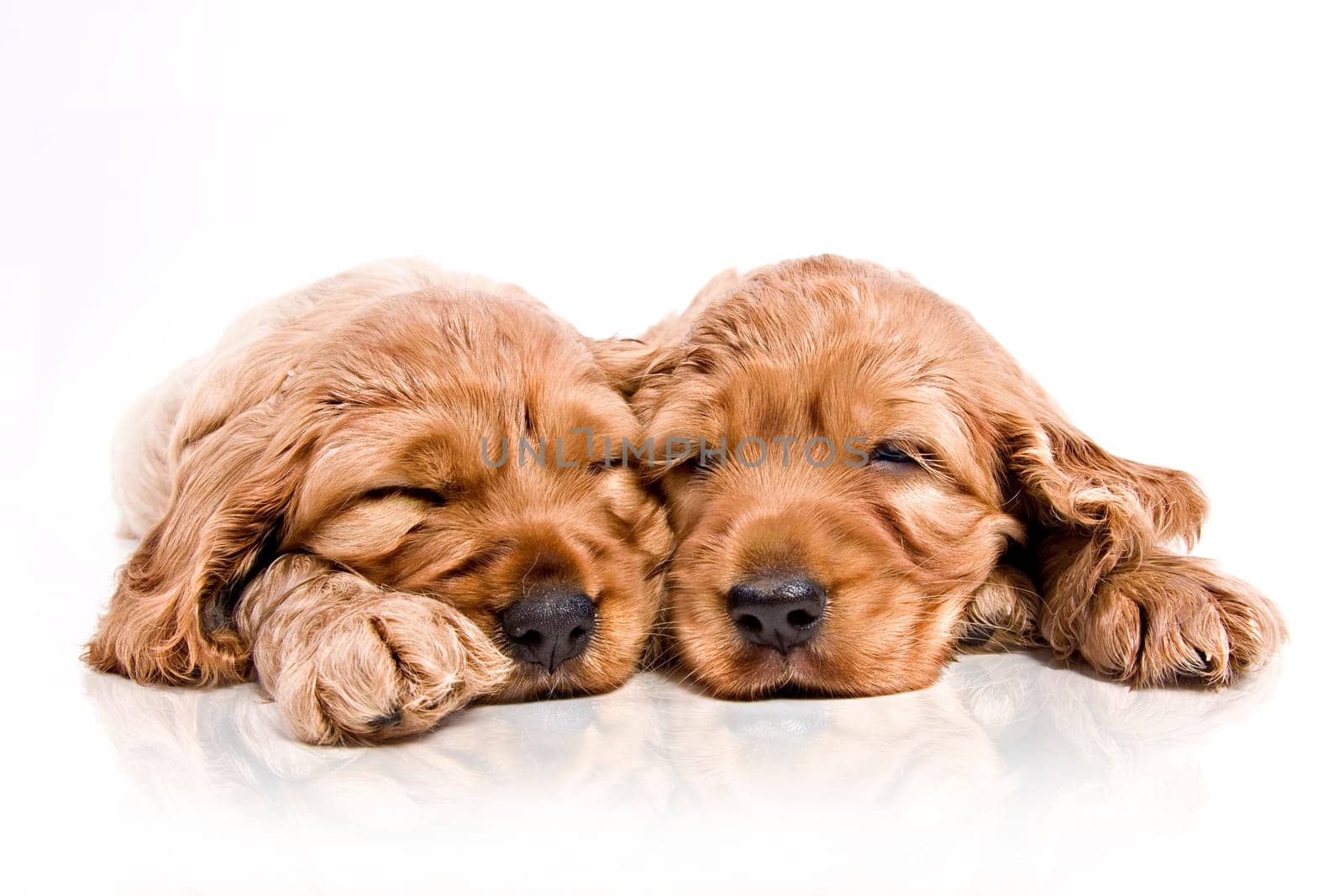 Sleeping dogs 130710-1
