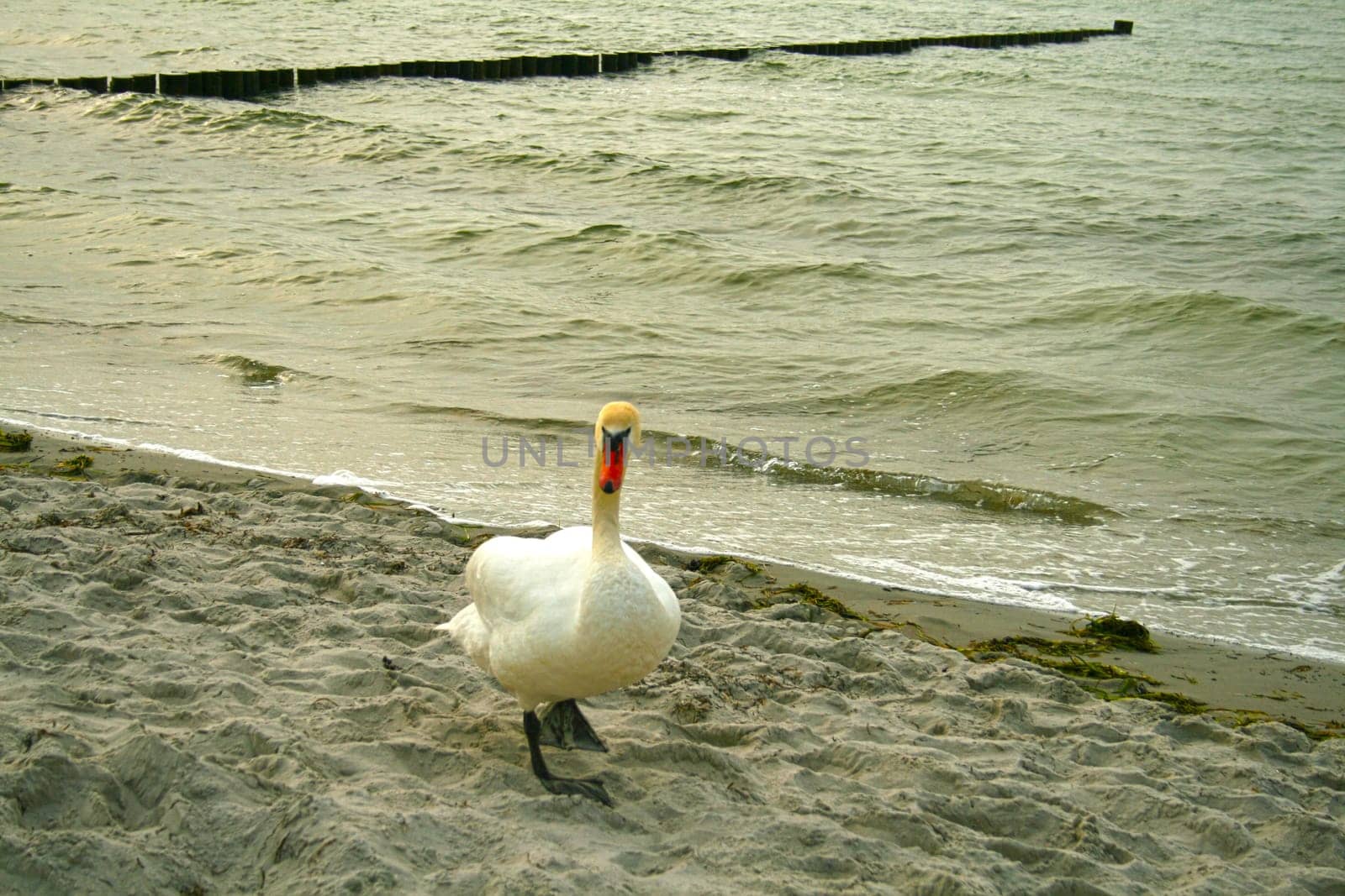 Swan on the beach