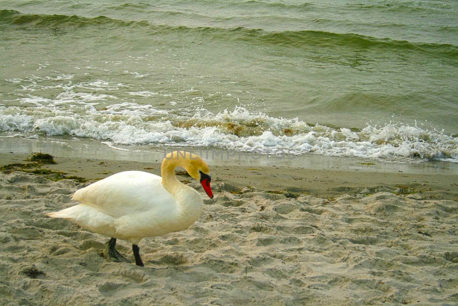 Swan on the beach