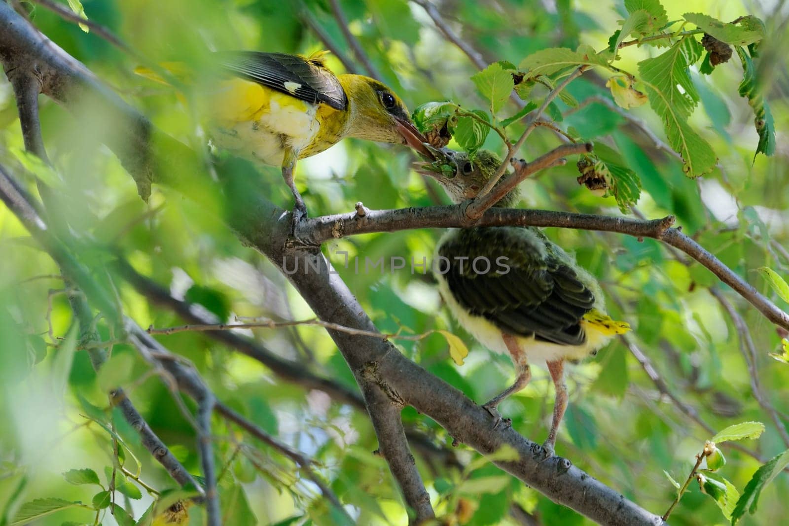 Young oriole,flying,in feeding...