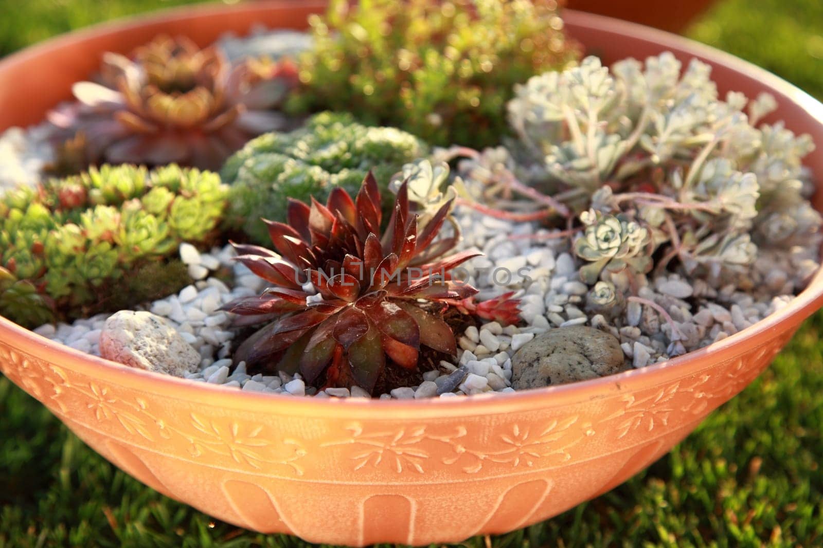 Small rock garden