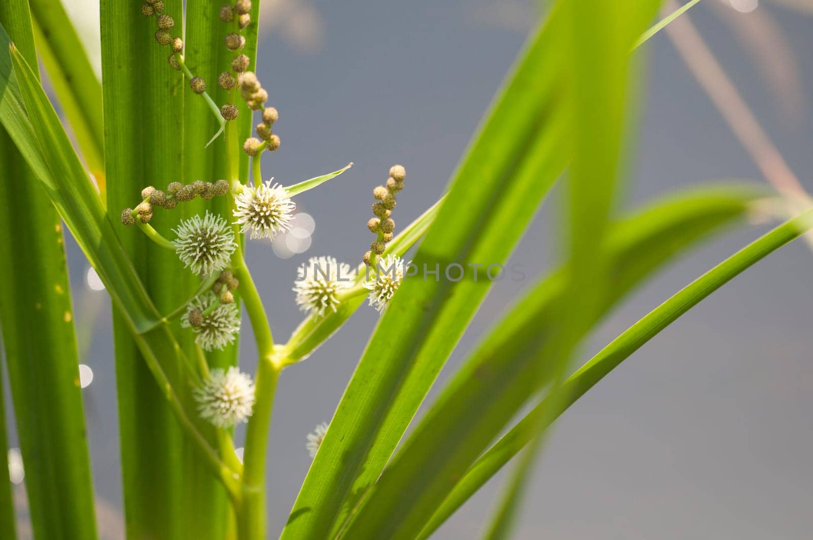 Hedgehog Cobs - Sparganium