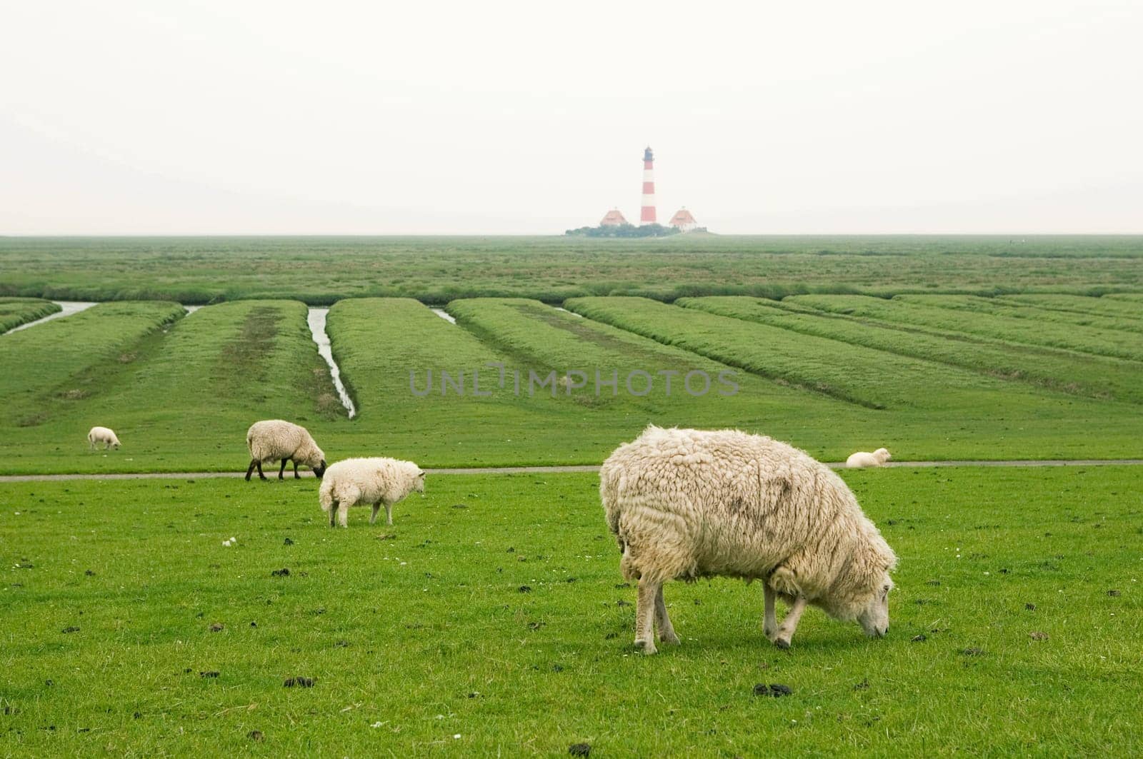 on the salt marshes