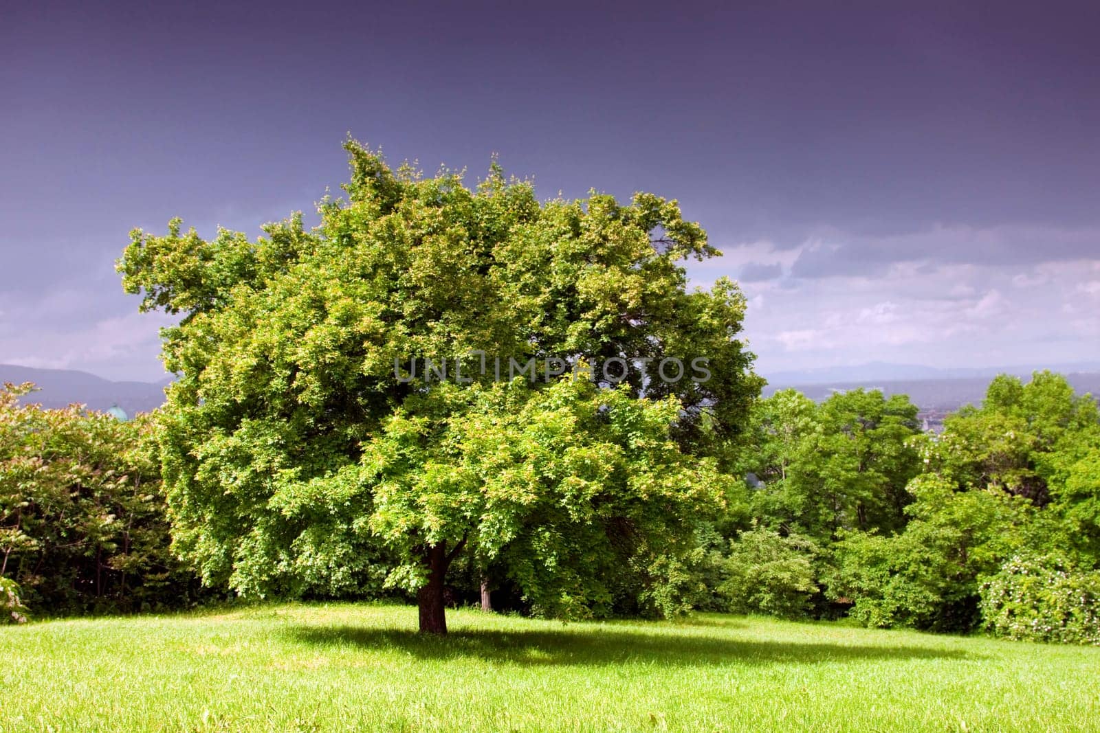 Green tree