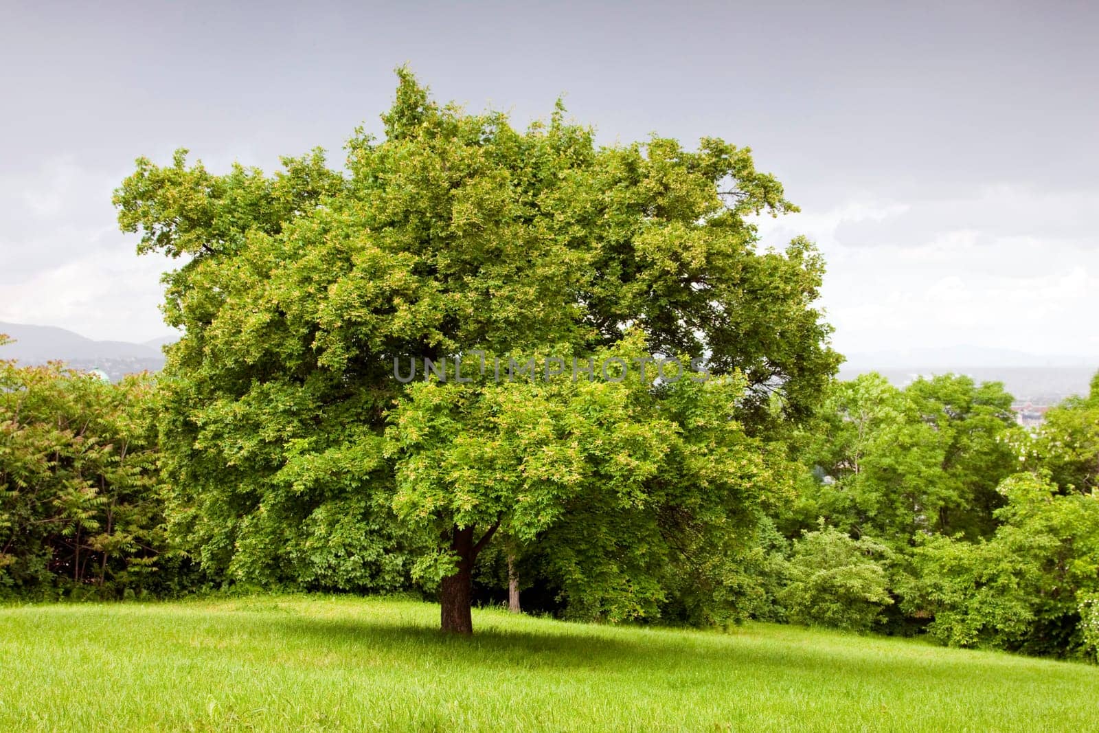 Green tree