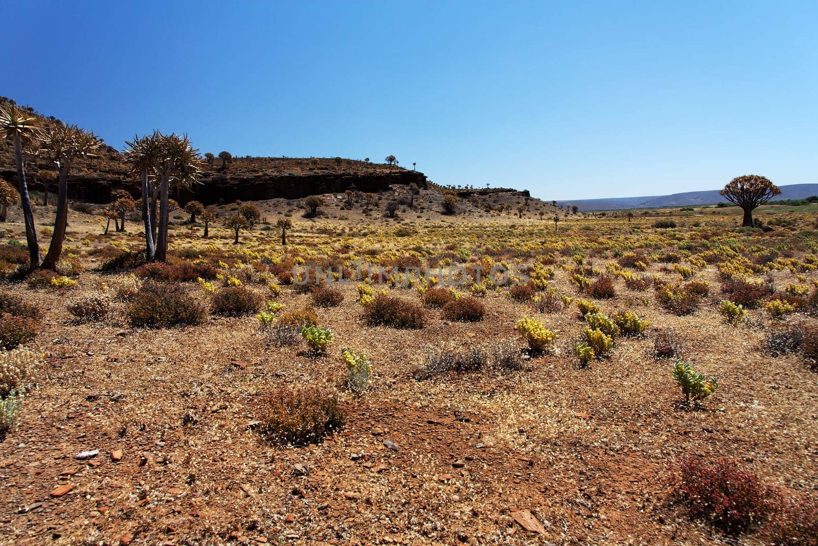 landscape in South Africa