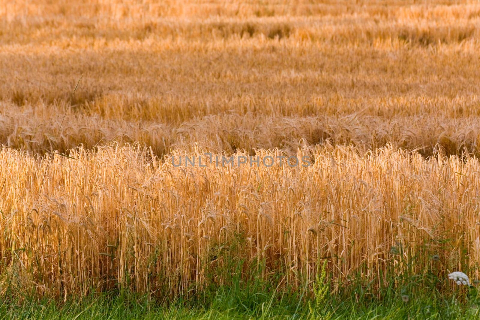 Cereal grain,wheat and ears of corn
