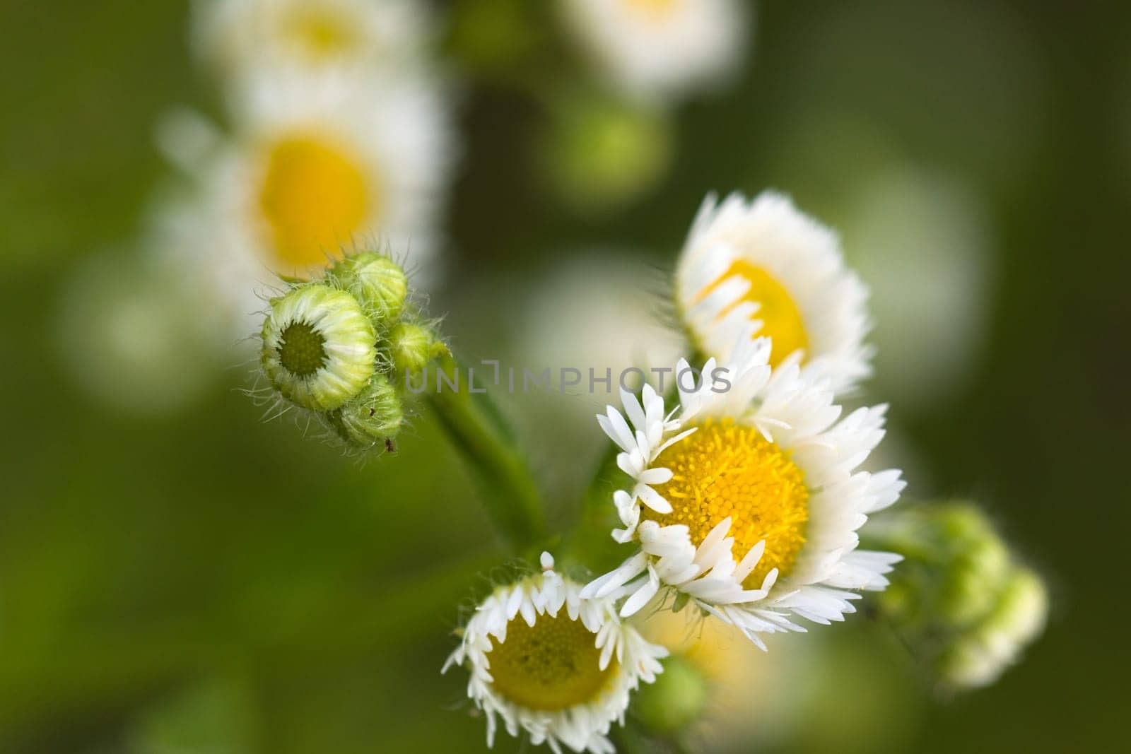 Young daisies in summer,close-up