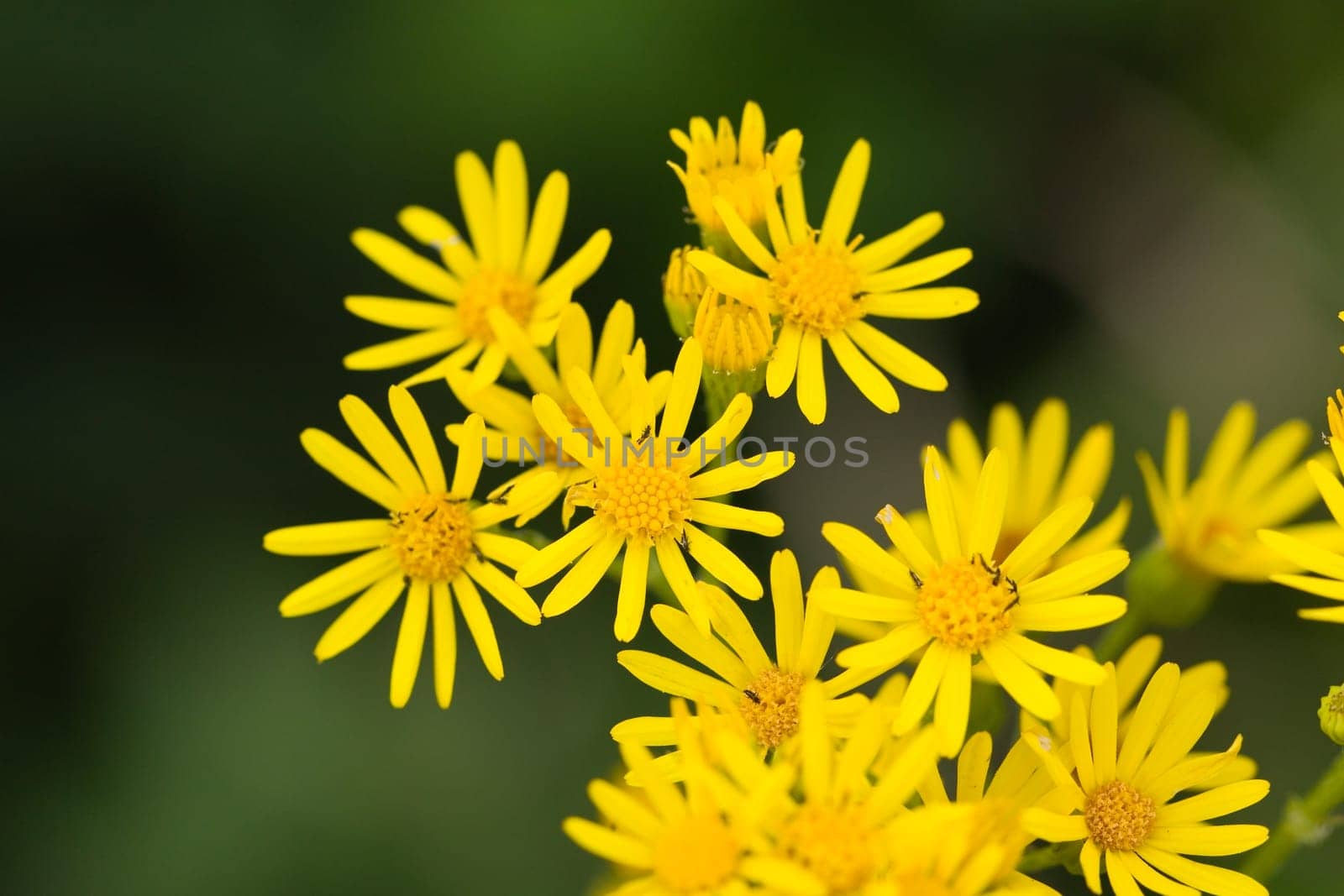 Yellow Marigold