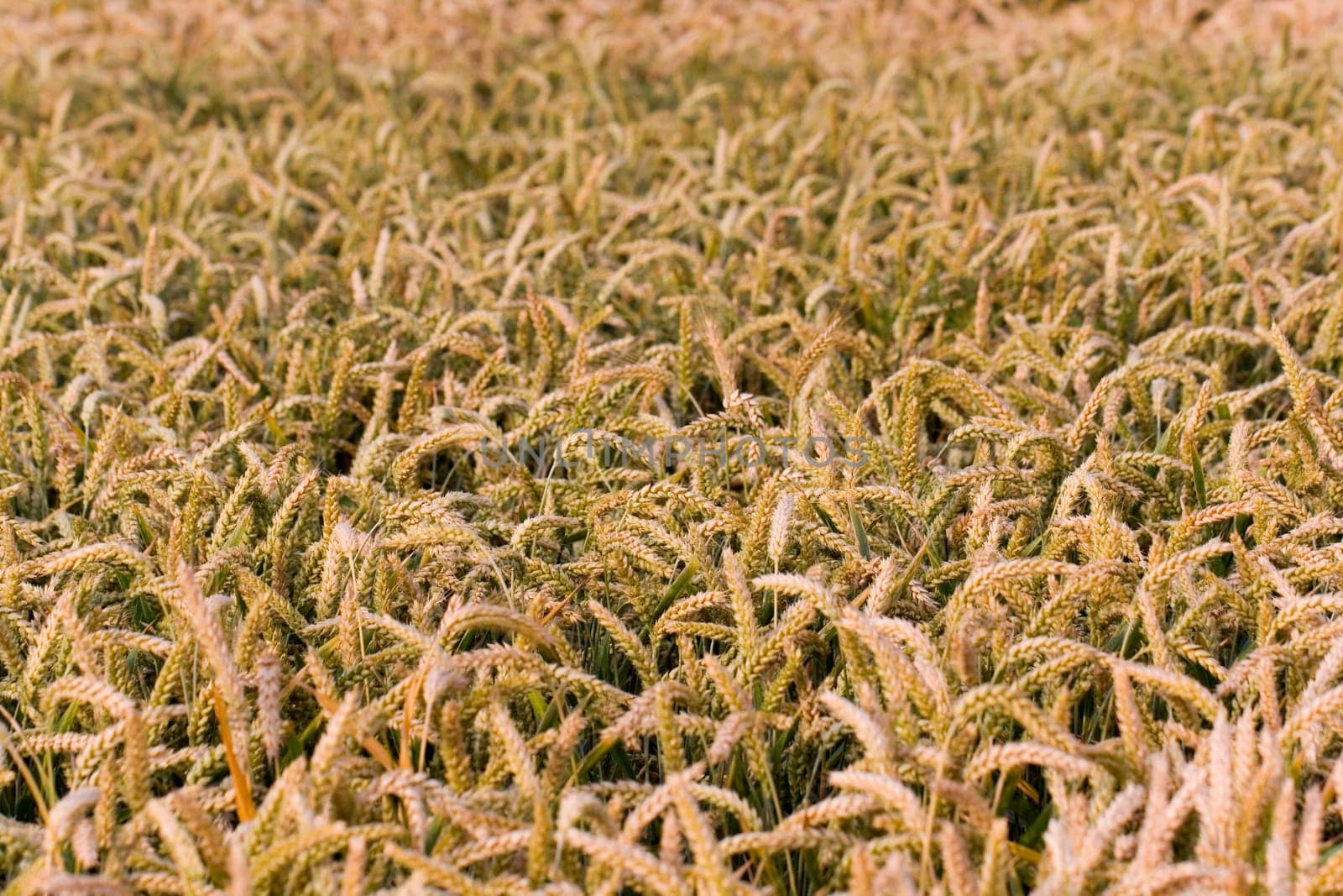 Cereal grain,wheat and ears of corn