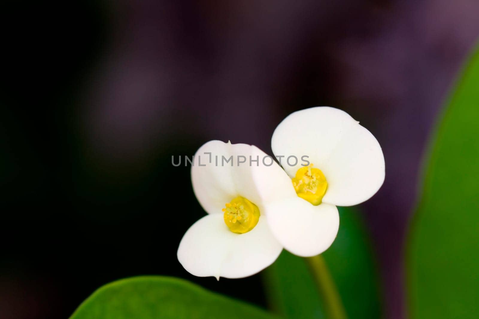 Christ's Thorn,white