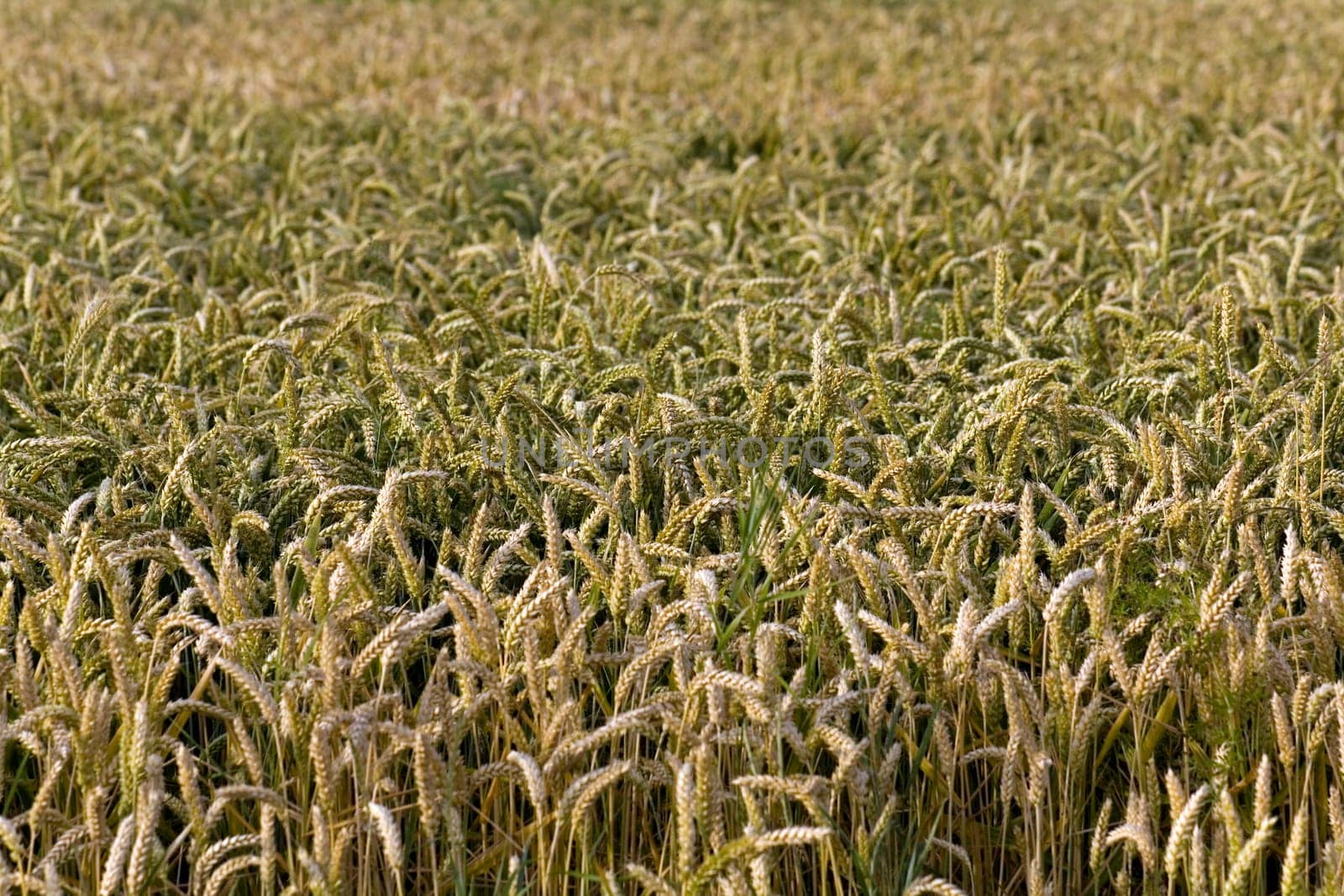 Cereal grain,wheat and ears of corn
