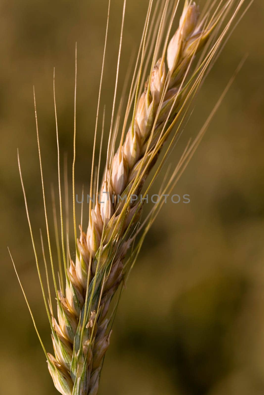 Cereal grain,wheat and ears of corn